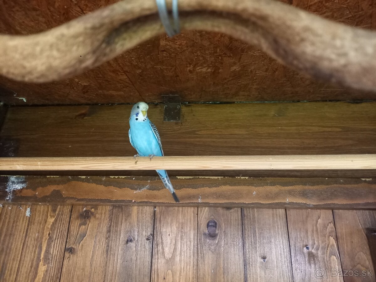 Predam andulky mlade vonkajsi chov - 4