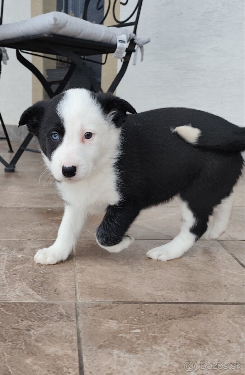 Border kólia šteniatka - 4