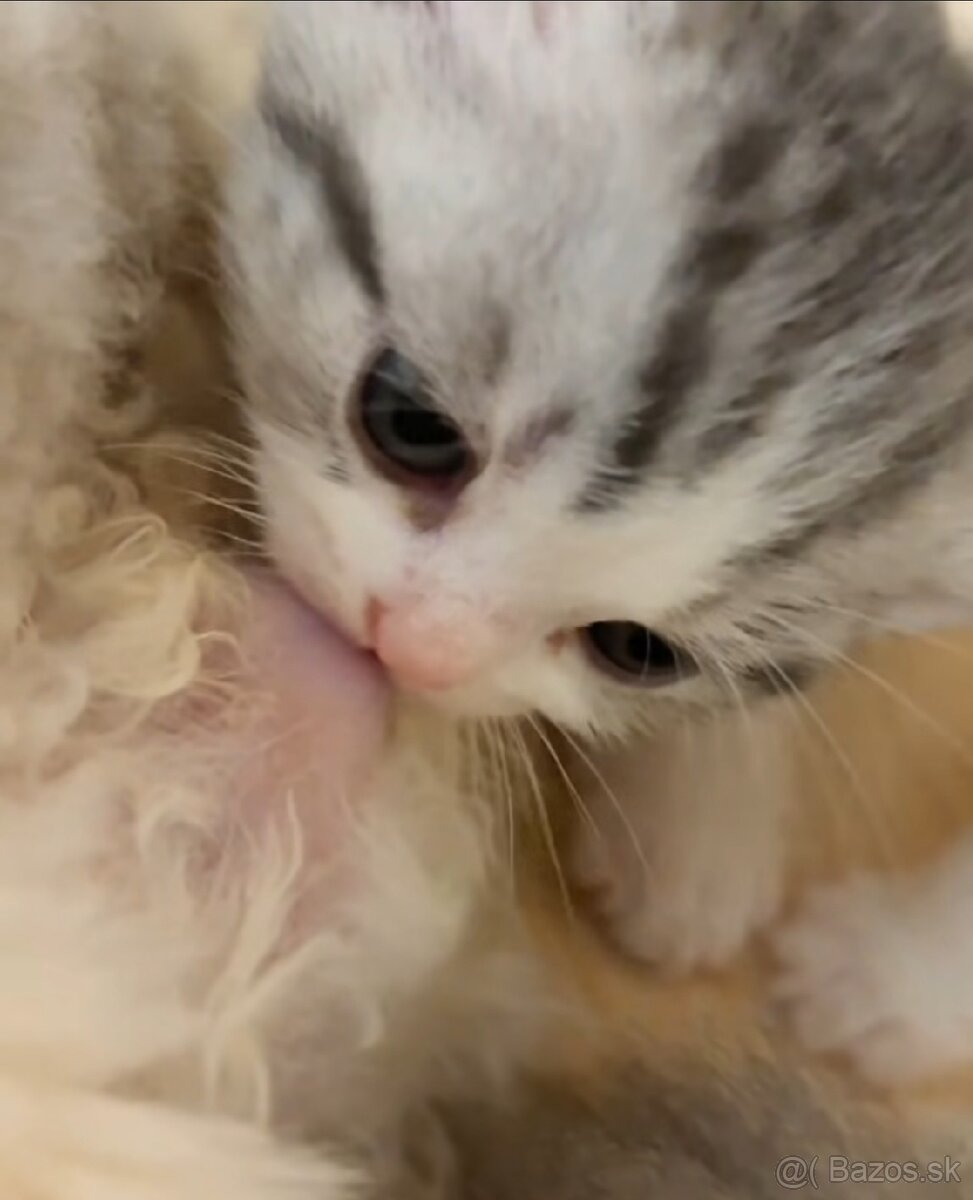 Britské krátkosrsté mačiatka s PP - 4