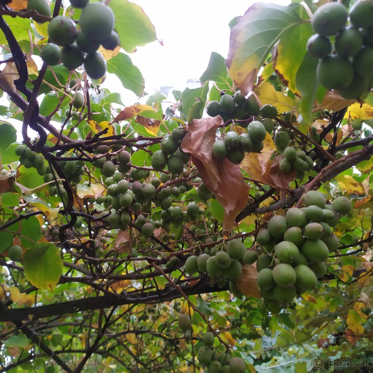 Predám MINI KIWI ISSAI - 4