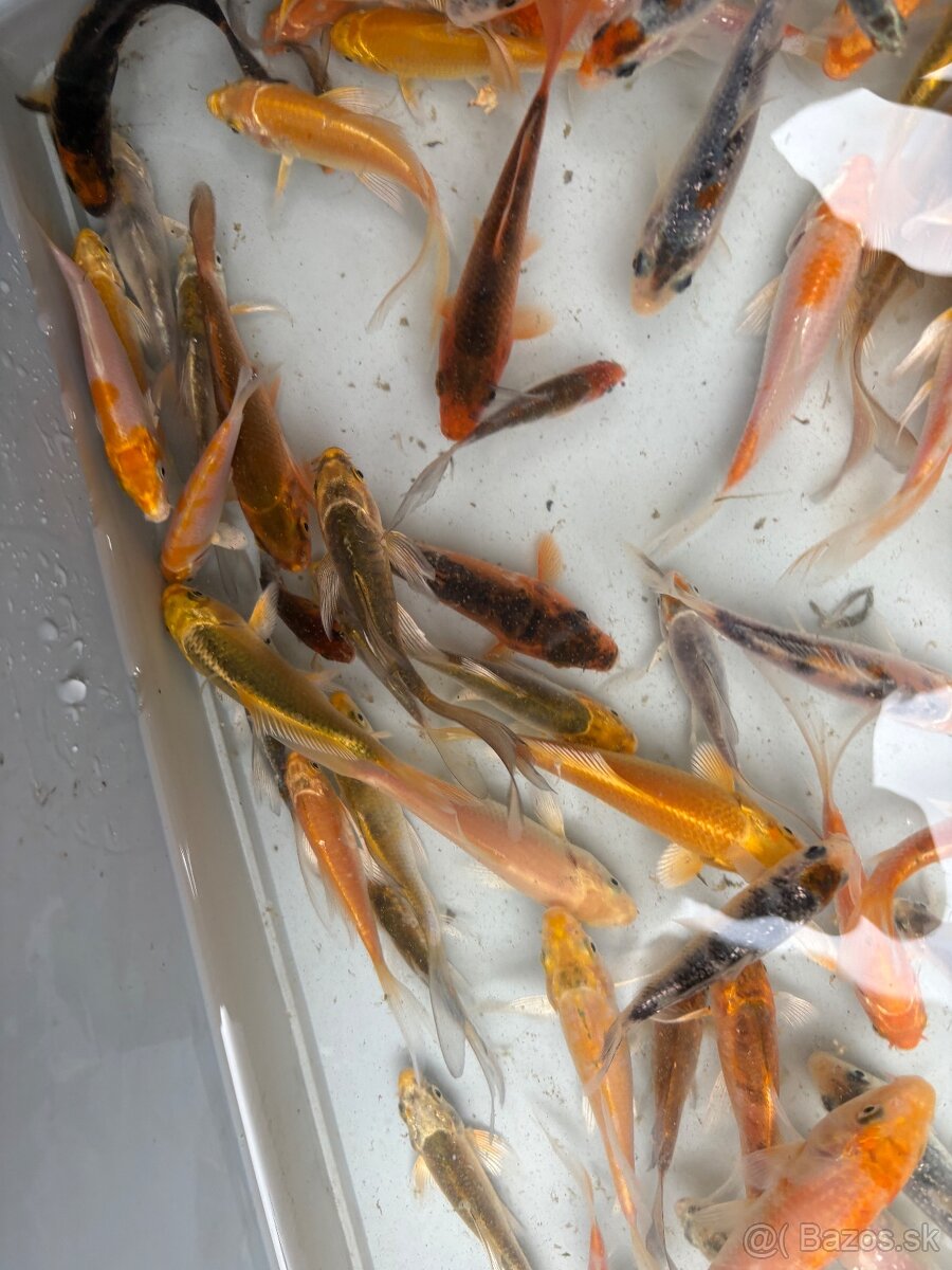 Buterfly koi ,Japonské koi kapre - 4