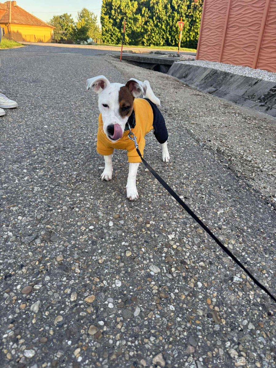 Predám Jack Russell teriéra – 7 mesiacov - 4