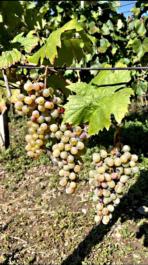 Záhradný domček s vinohradom - 4