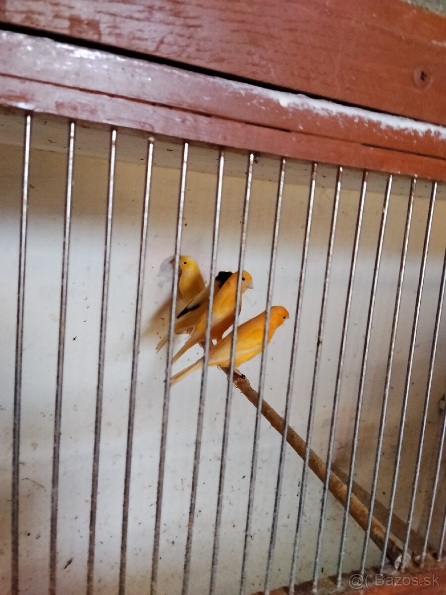 Predám kanariky - 4