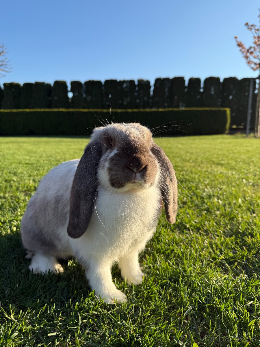 Francúzske baranie králiky - 4