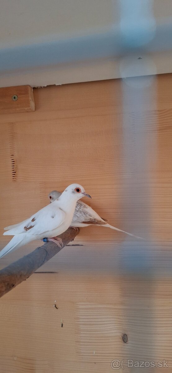 Holubok diamantovy - 4