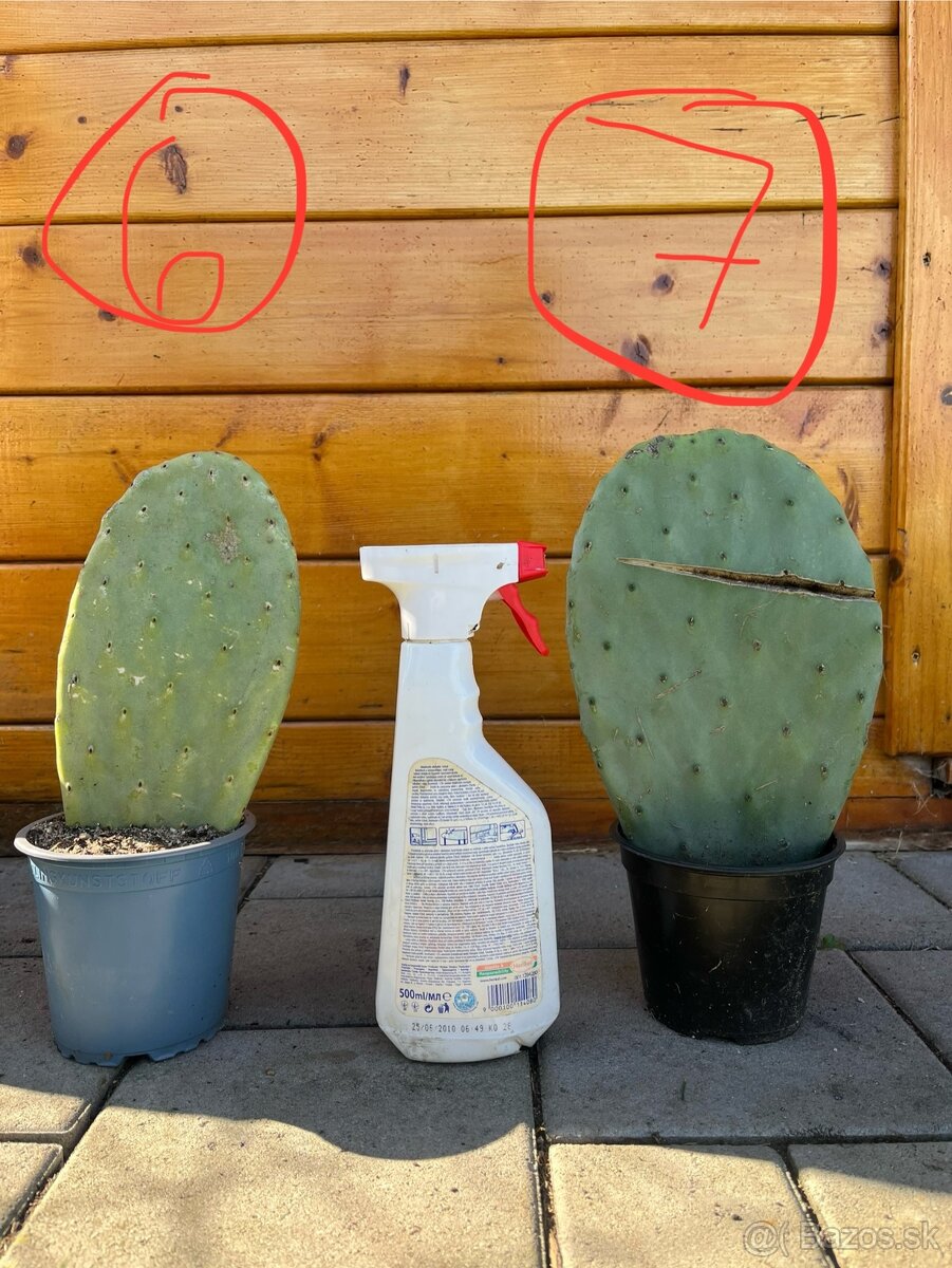 Opuncia / Figový kaktus - 4