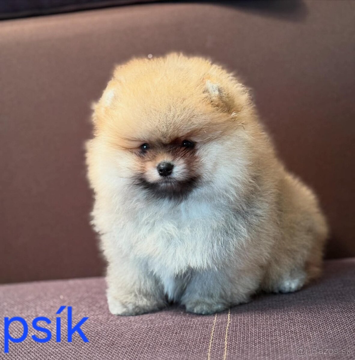 Pomeranian mini - 4