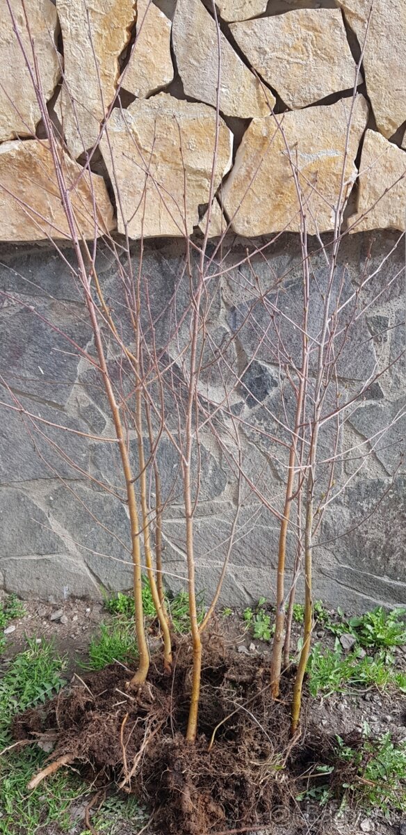 Lipa, lieska, hrab, buk - 4