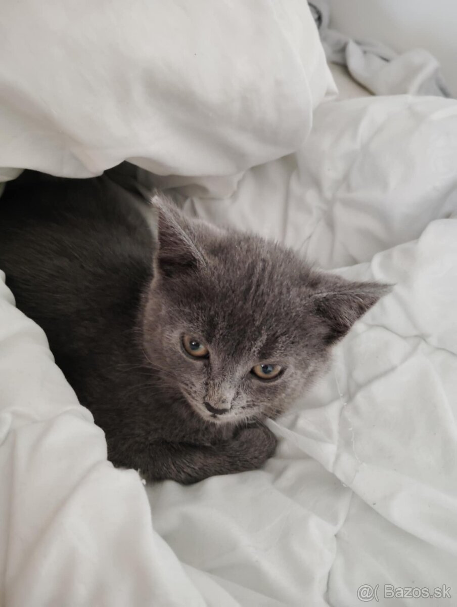 Darujem mačiatka - 4