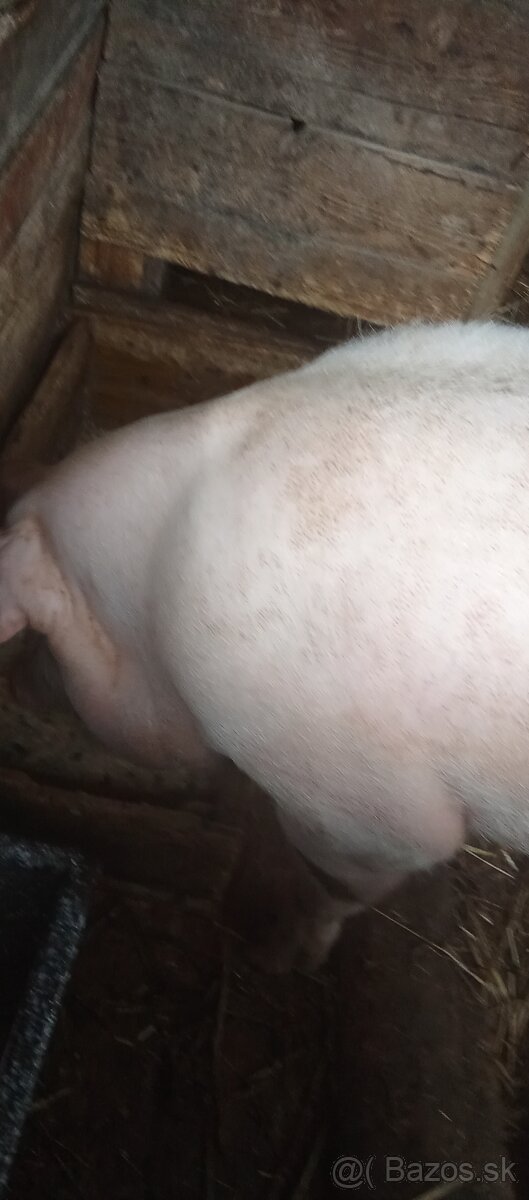 Predám prasatá - 4