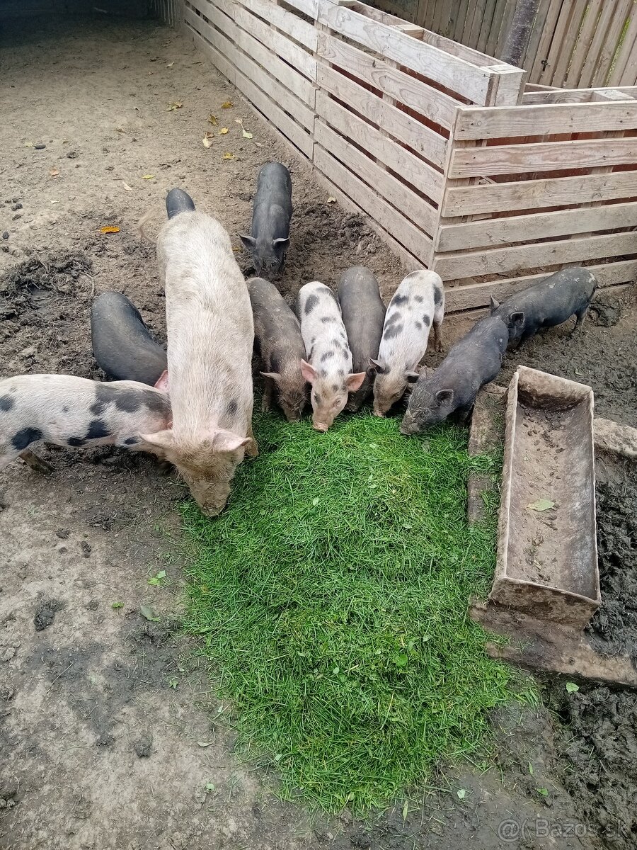 Vietnamske prasa - 4