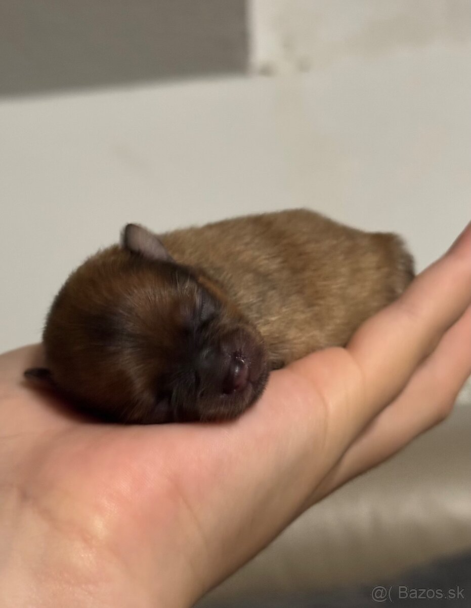 Pomeranian s PP ( FCI) - - 4