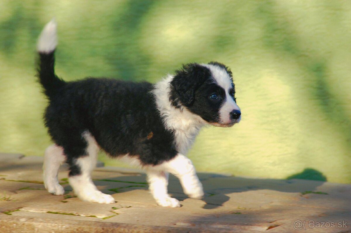 Šteniatka Border Kólia - 4