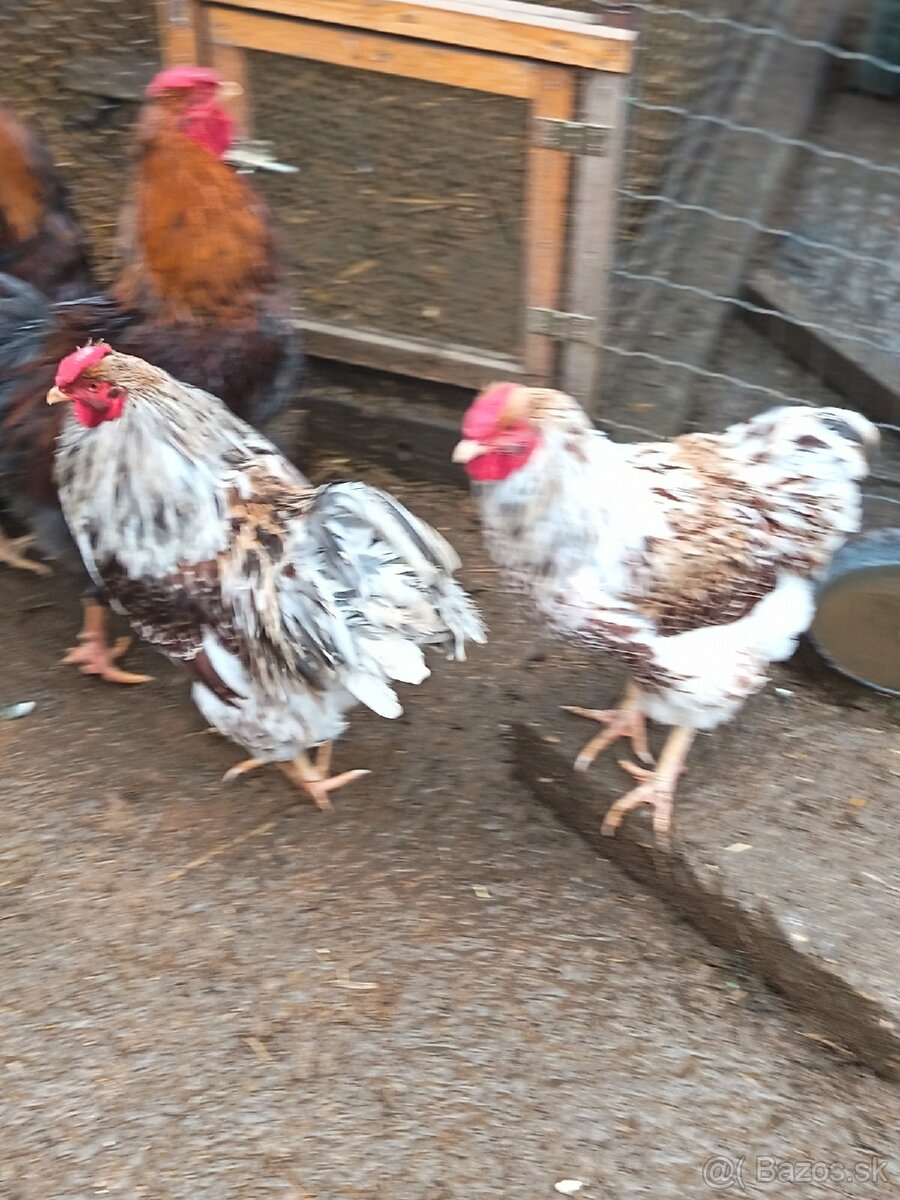 PREDÁM KOHÚTY - 4