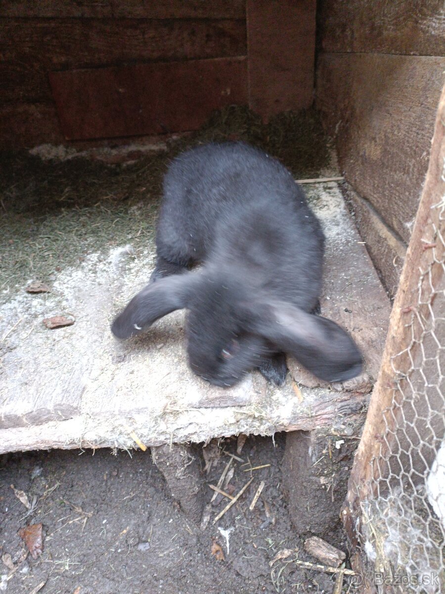 Predám králiky - 4