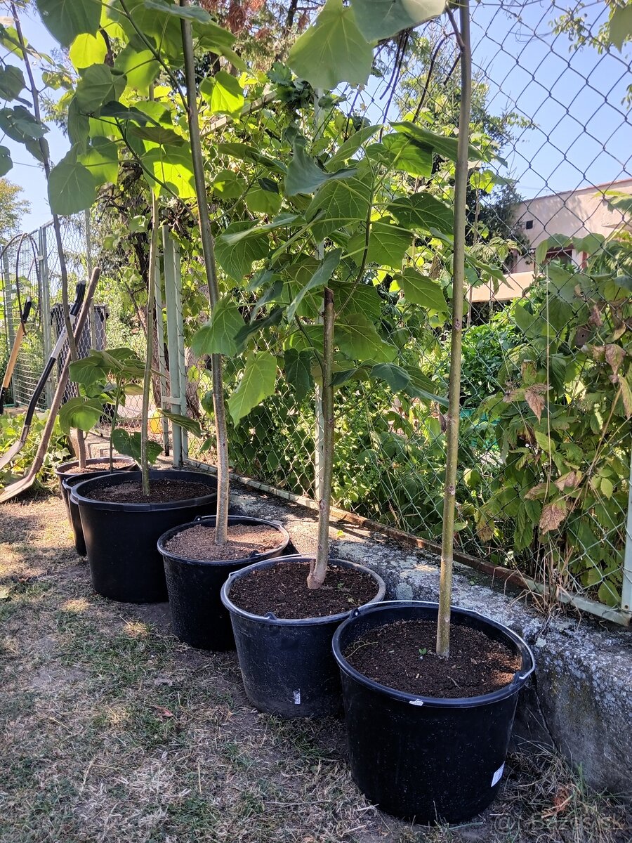 Paulownia - 4
