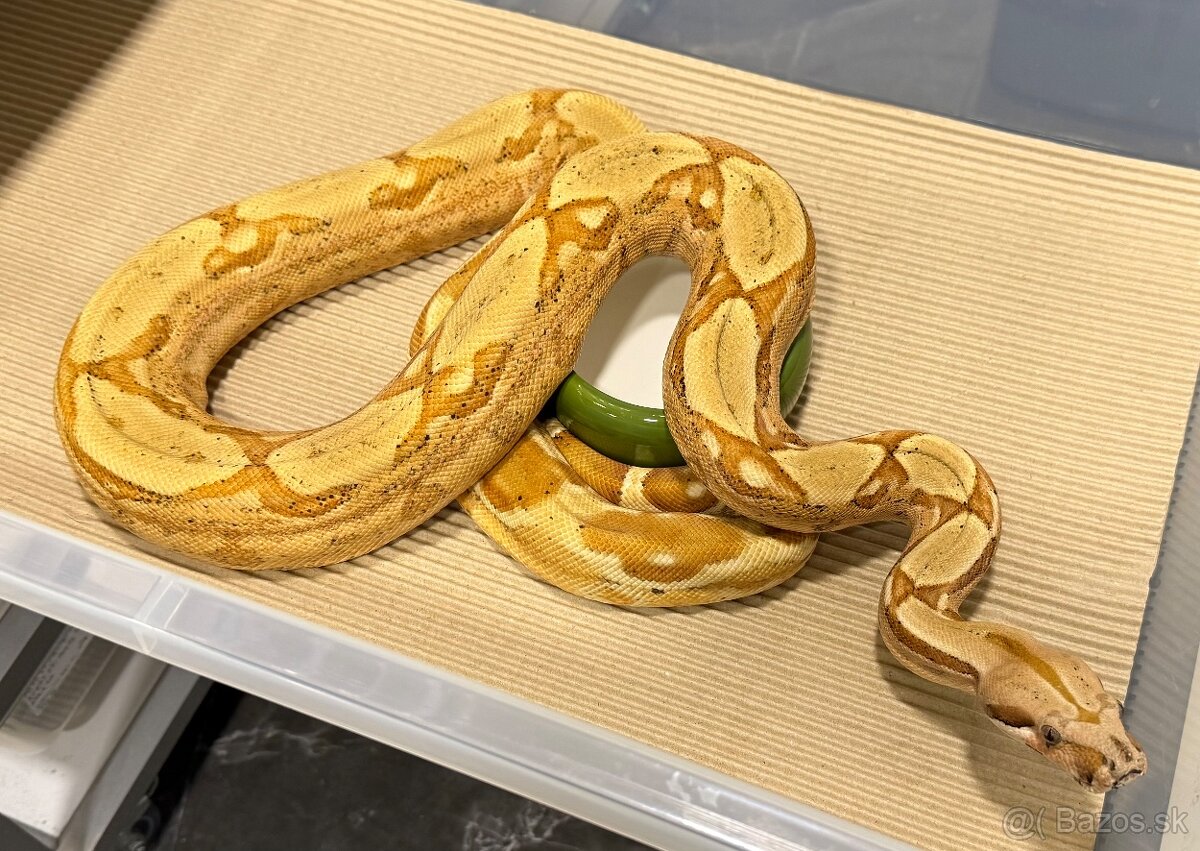 Boa Constrictor - Velhad Kralovsky - 4