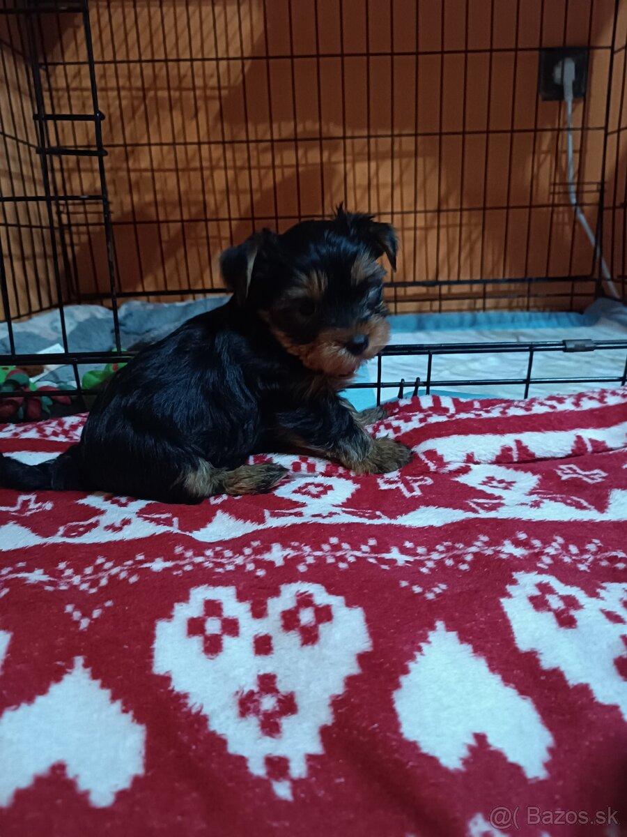 Yorkshirsky teriér - 4