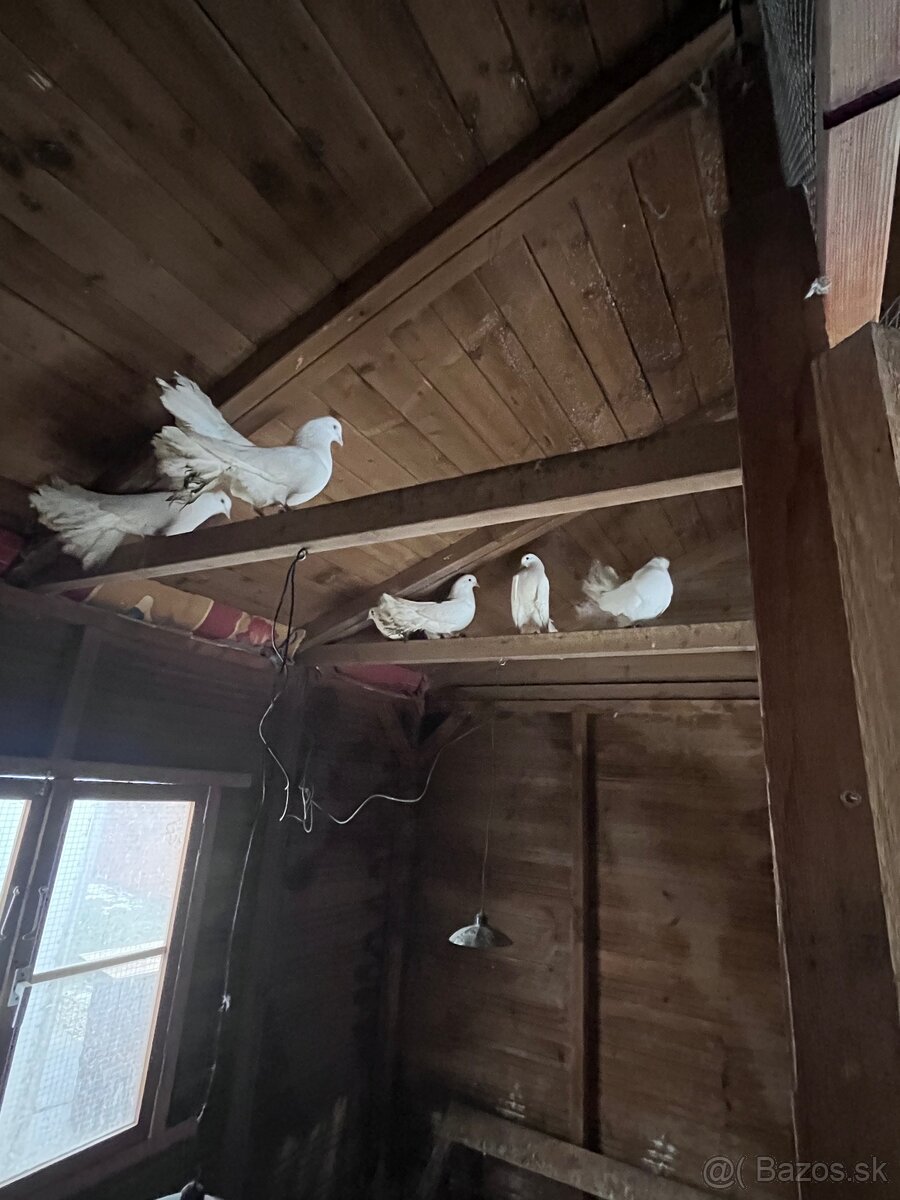 Darujem holuby - 4