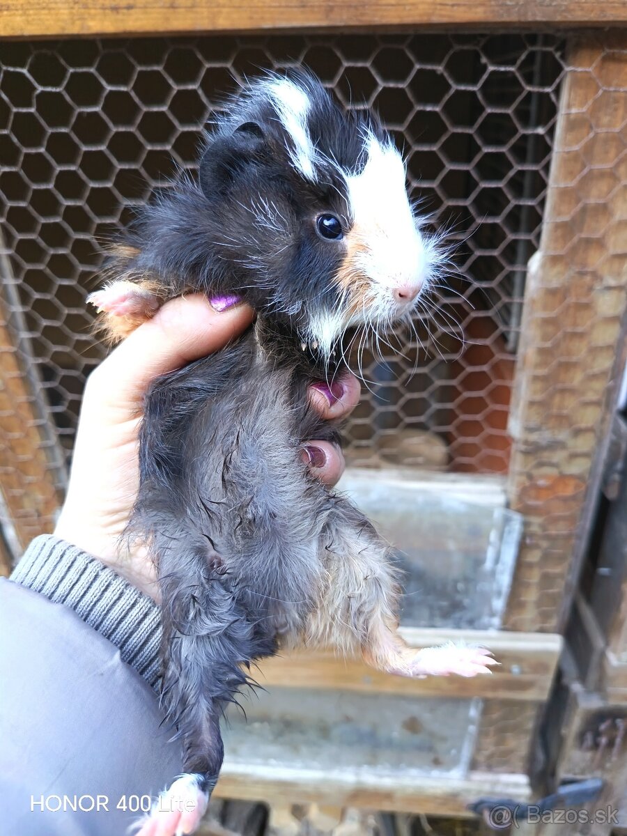 Morské prasiatka - 4