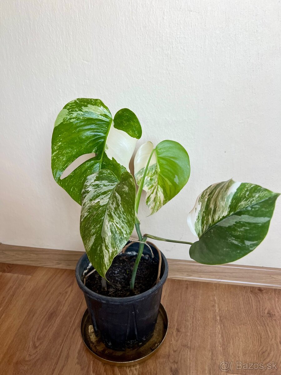 Monstera albo - 4