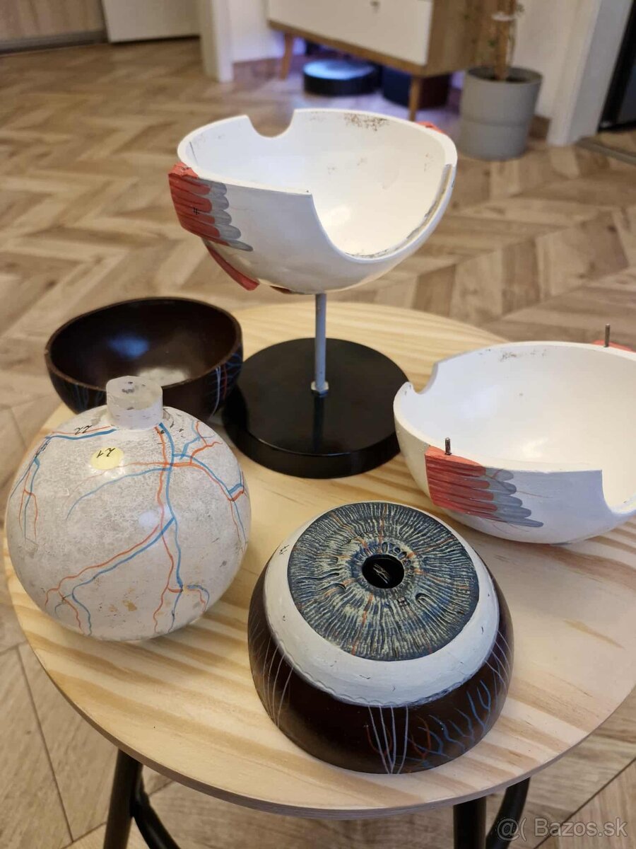 Model ľudského oka - 4