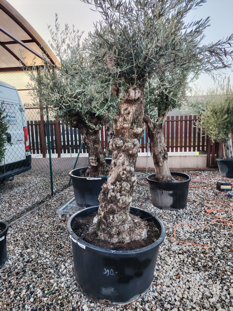 Olivovník europea - 4