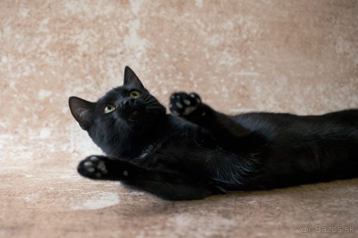 ❤ Sirius - spoločenský, zvedavý a všudezdejší - 4