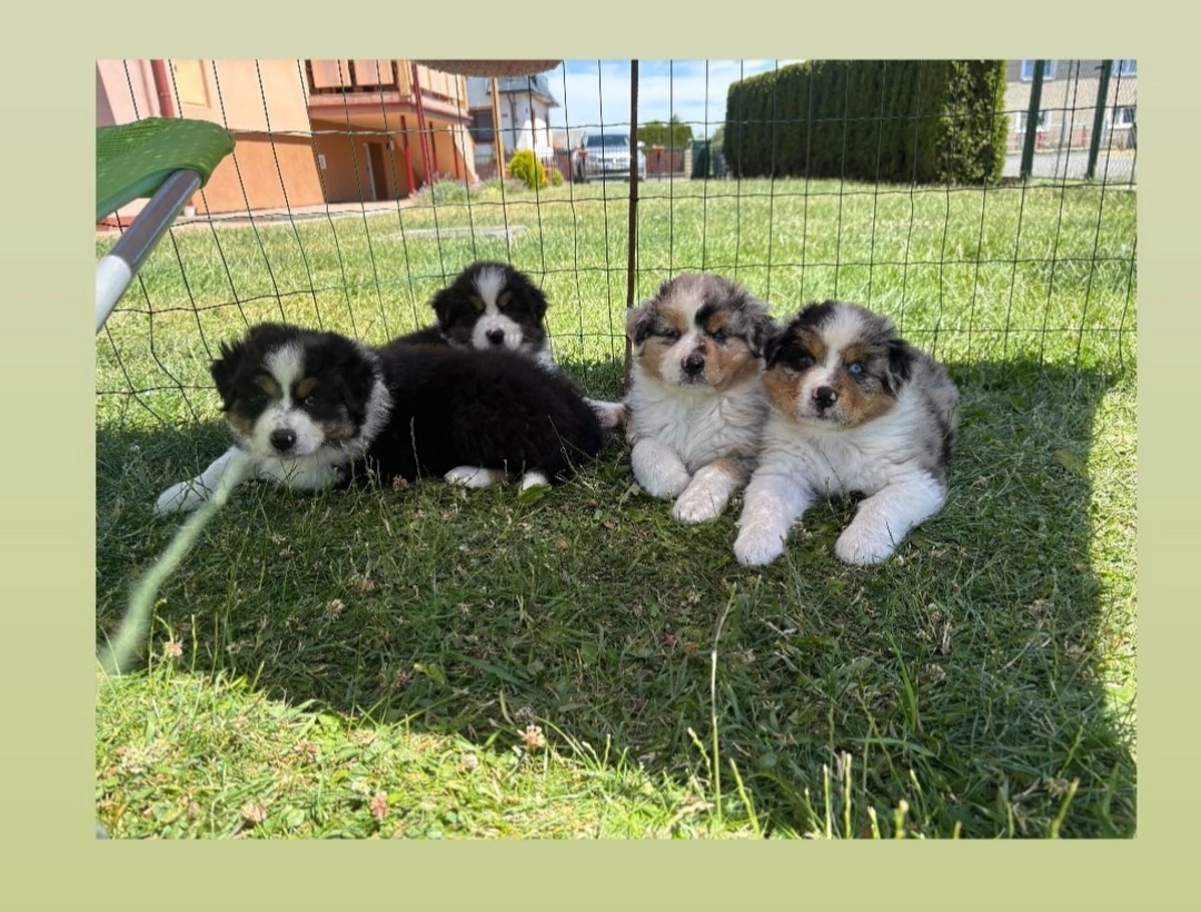 Australsky ovciak - Krytie, PP - 4