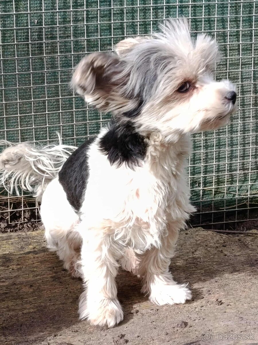 Yorkshirsky terier - biewer - 4