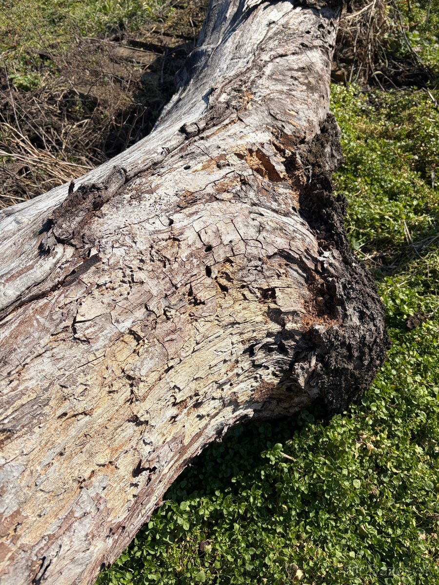 Čerešnove drevo - 4