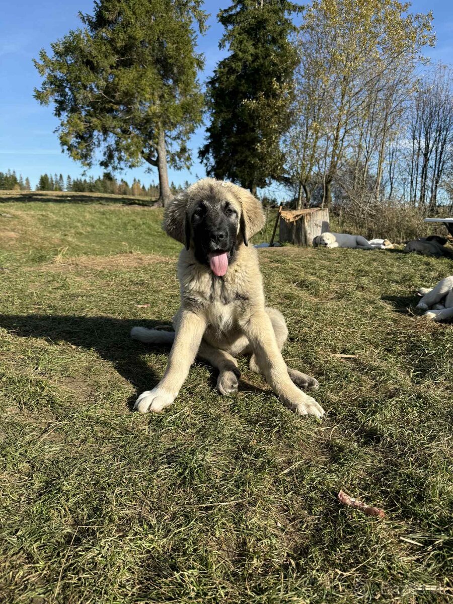 Predám šteniatka kangaly - 4