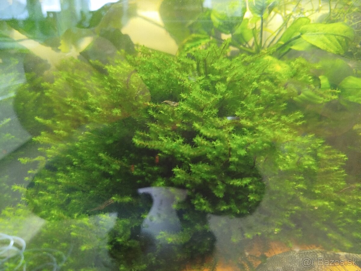 Raritné machy a rastliny - 4