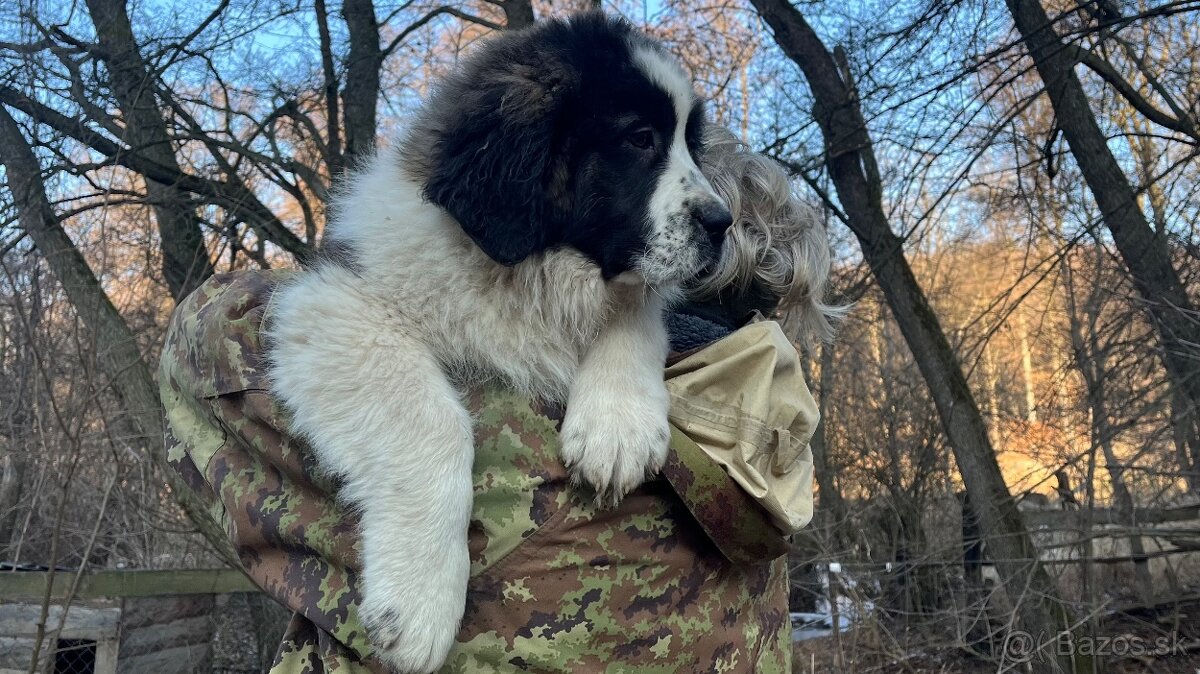 Štenata Moskovsky strážny pes - 4