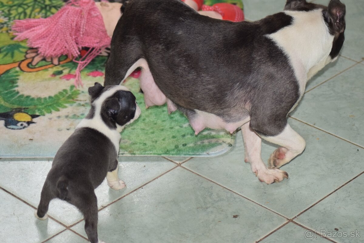 bostonský teriér s PP - modrý pejsek+ modrá holčička - 4