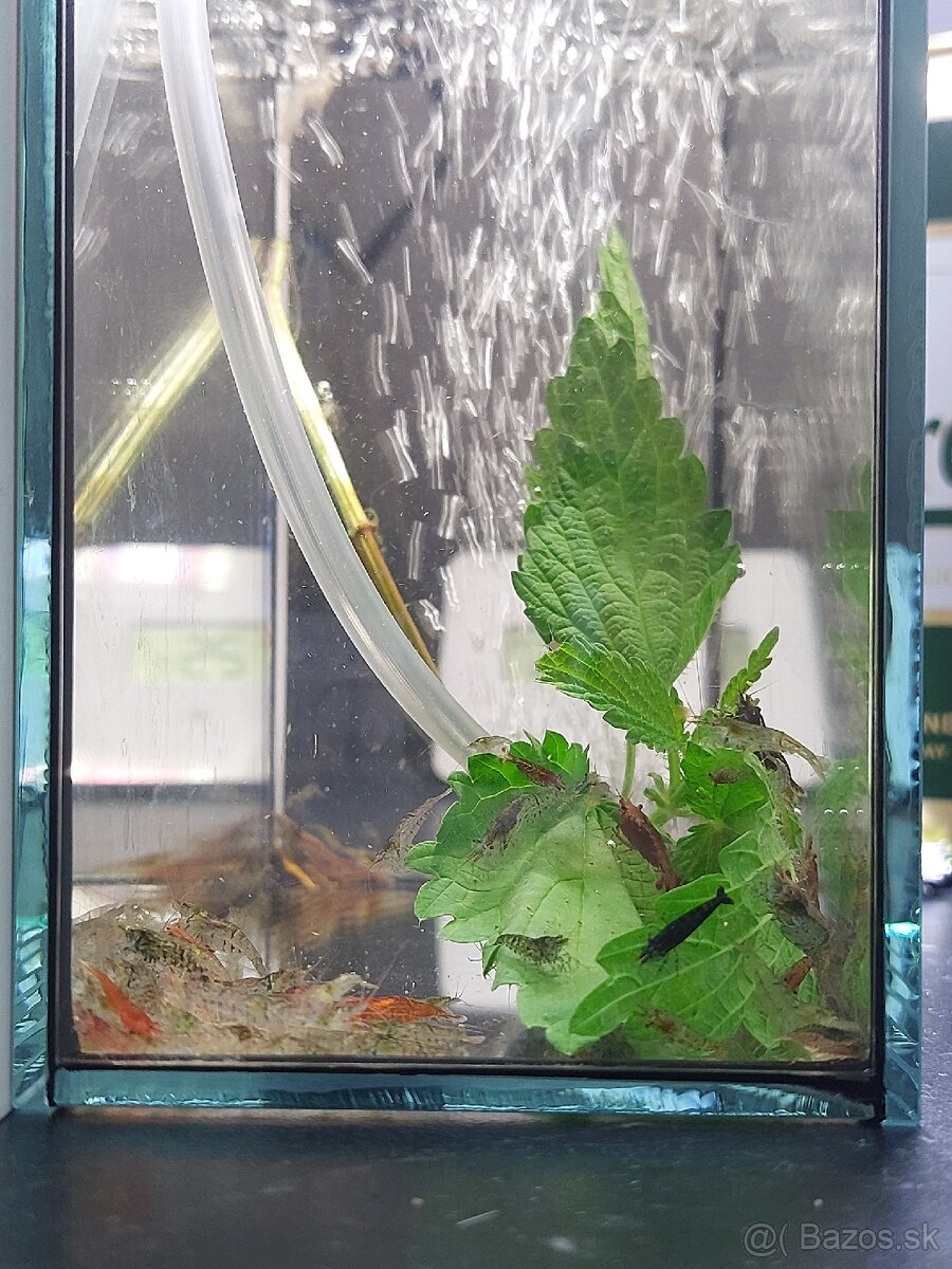 Predam Akvárium Kreviet - 4