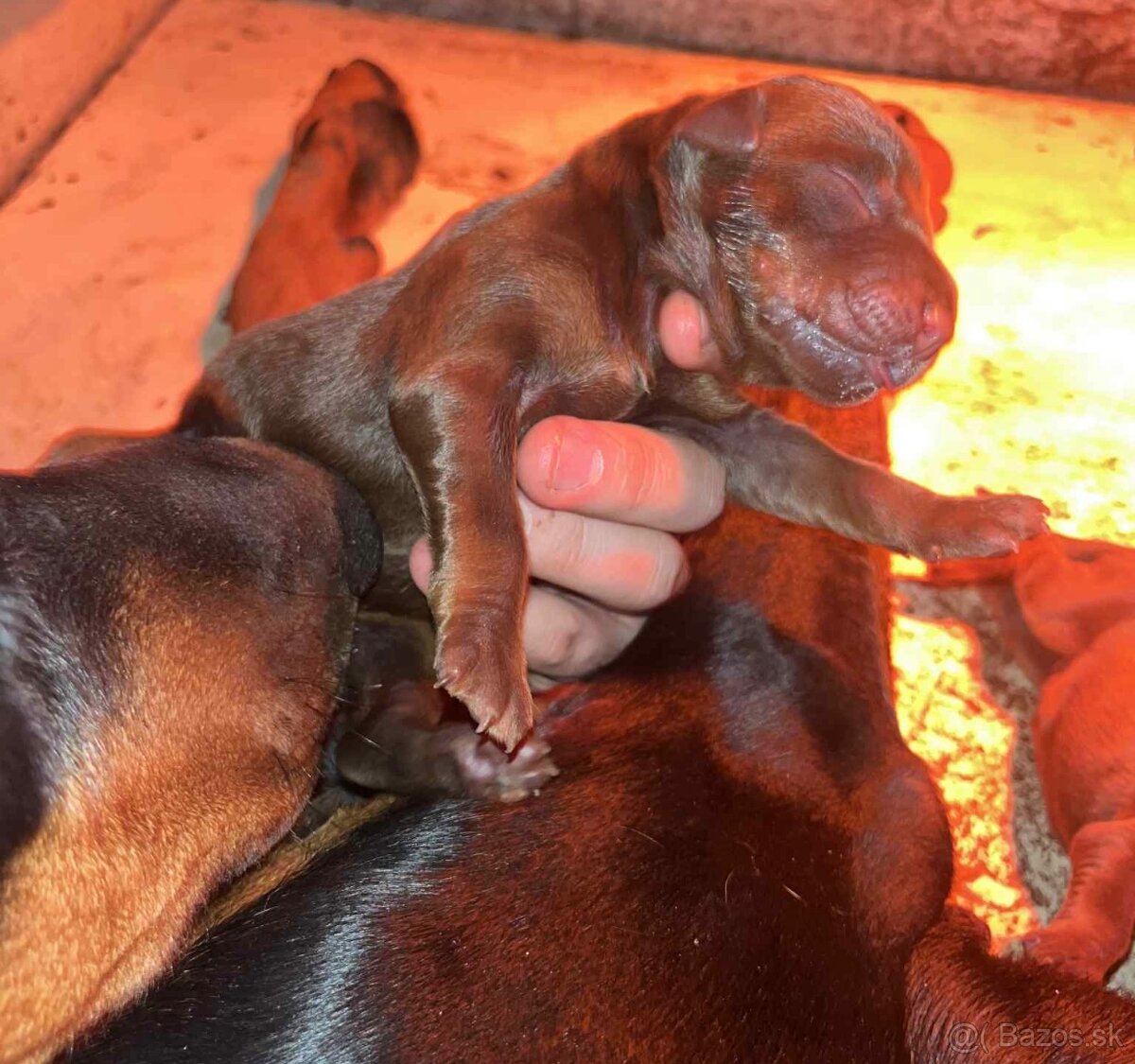 DOBERMAN ŠTENIATKA S FCI PP - 4