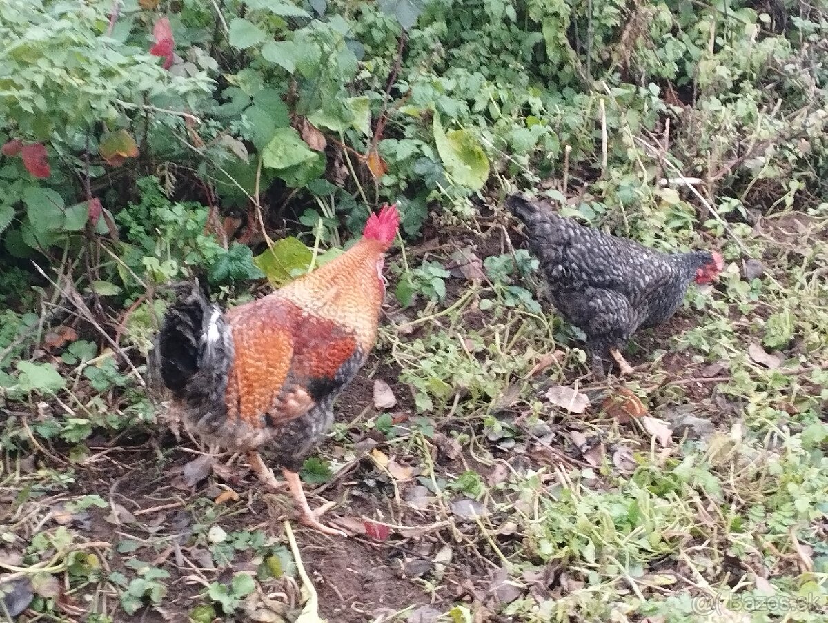 Predám mladých kohútikov - 4