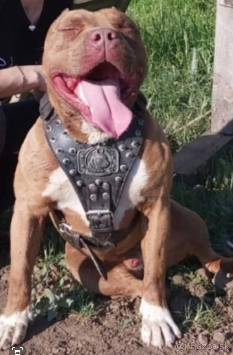 Americky pitbull - 4