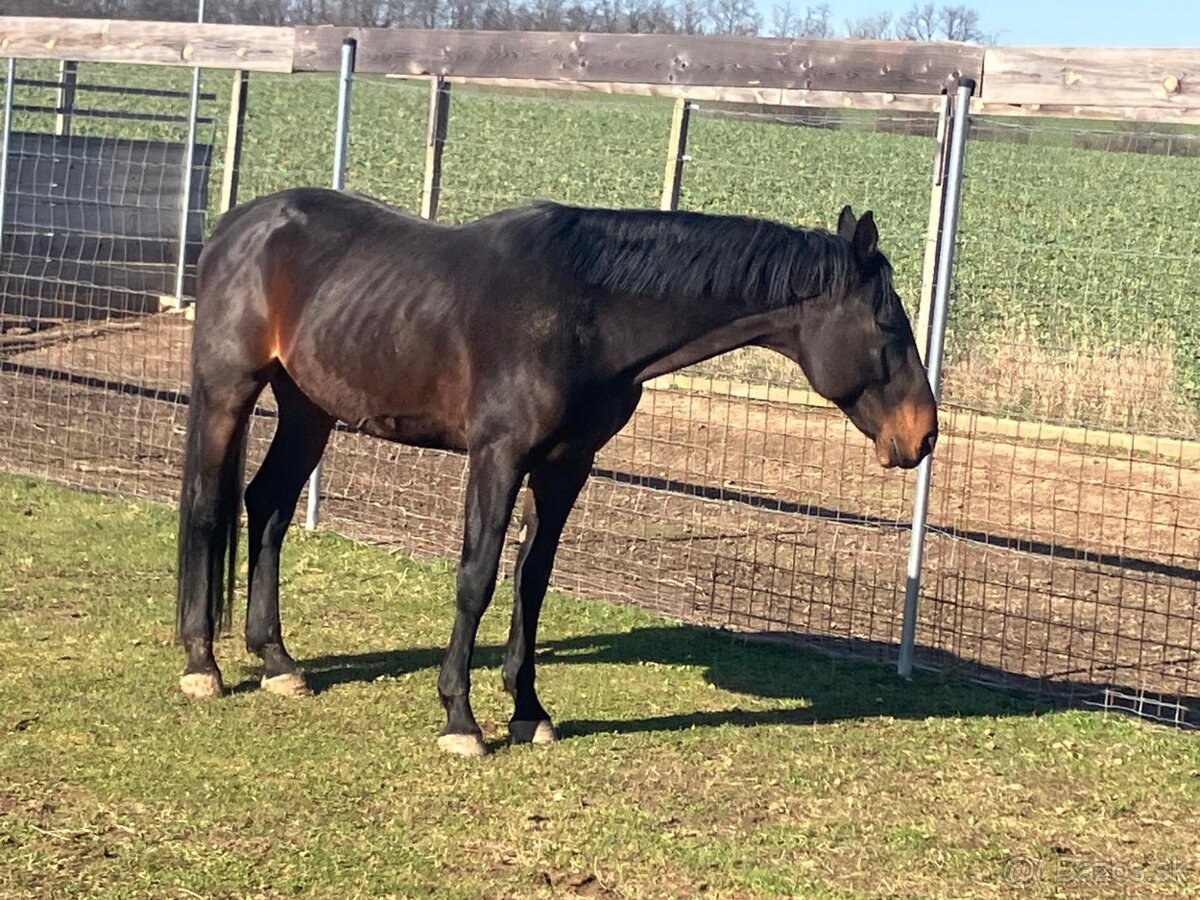 Pripúštanie žrebcom Furioso - 4