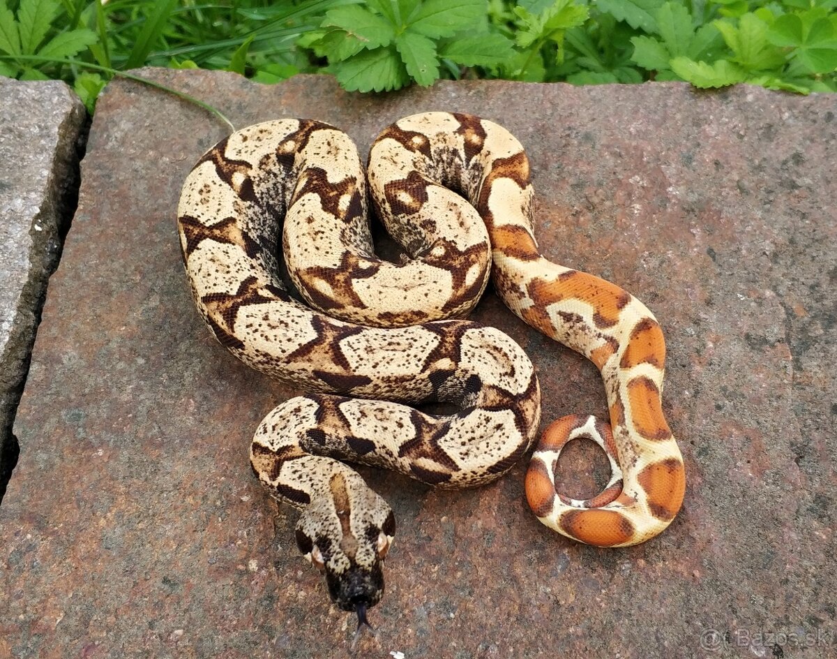 Boa imperator - Scoria Paradigm, IMG Arctic, IMG Paradigm - 4