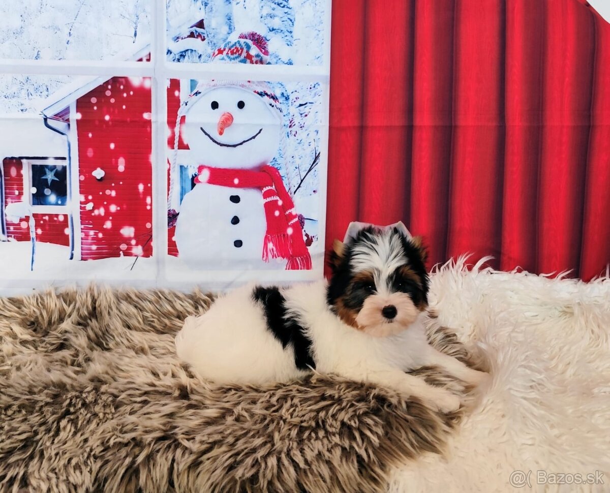 Yorkshire teriér, Biewer, Biro, Yorkshire teriér s PP - 4