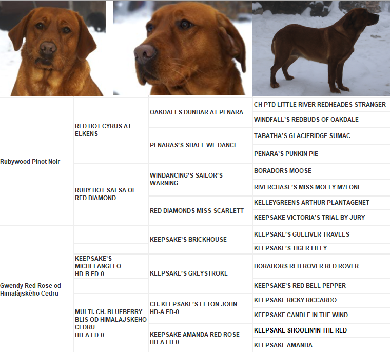 Labradorský retriever Fox Red s PP - 4