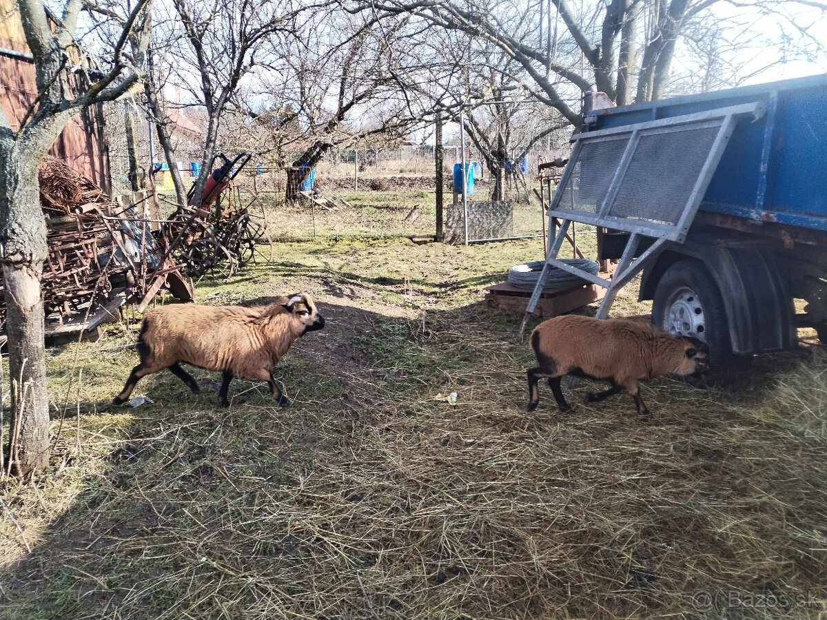 Kamerunske ovce/barany 2ks - 4