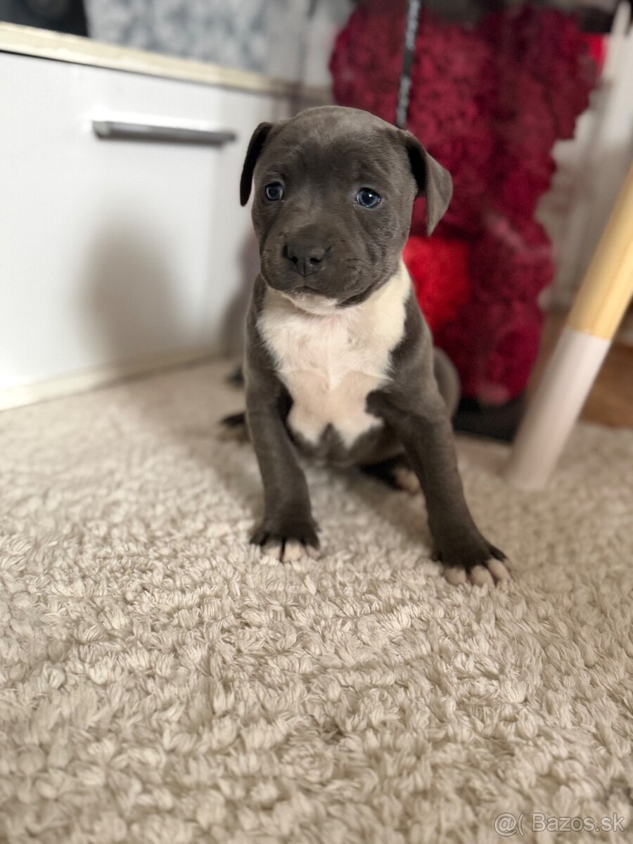 Americký stafordšírsky teriér - 4