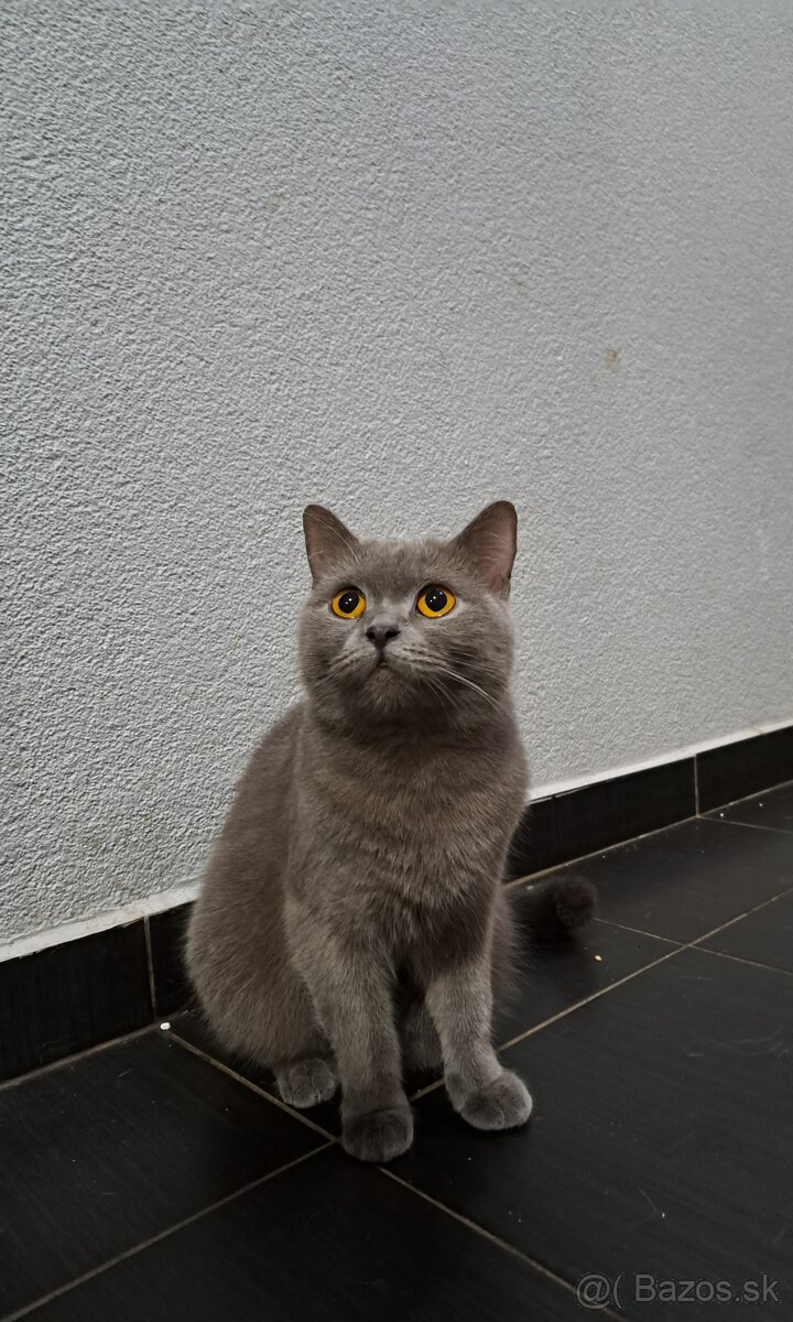 Britské mačiatka - 4