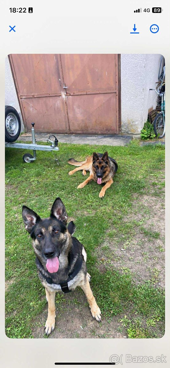Nemecký ovčiak šteniatka - 4