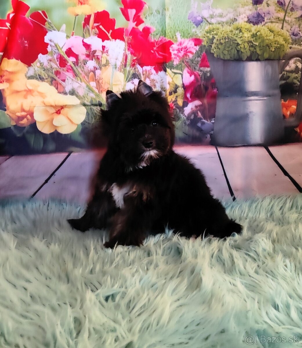 Yorkshire terrier - 4