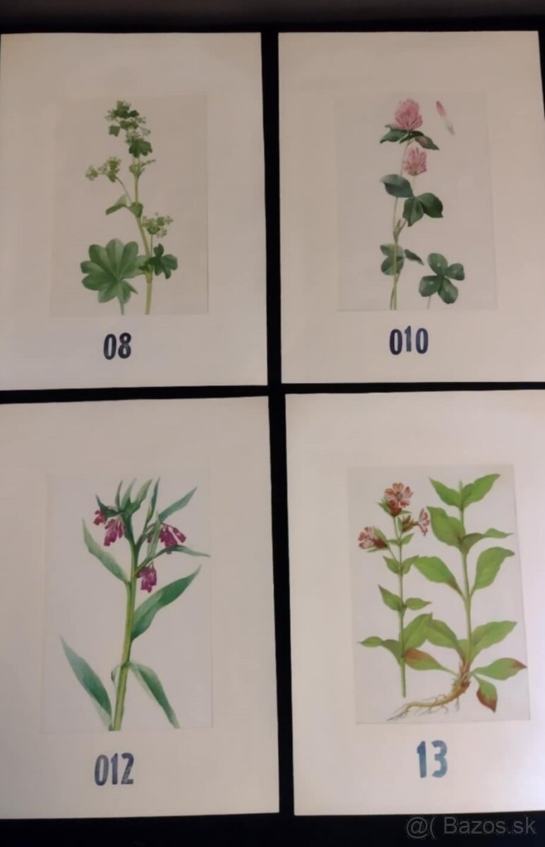 obrázky rastlín - 4